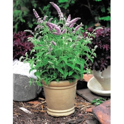 حصان النعناع - 1200 بذرة - Mentha longifolia - ابذرة