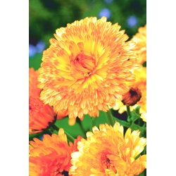 Pot Marigold Apricot Beauty seeds - Calendula officinalis - 240 seeds