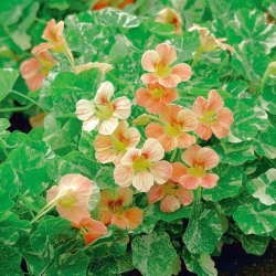 Nasturtium Alaska Salmon Orange semillas - Tropaeolum majus var. Nanum - 24 semillas