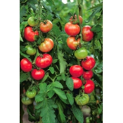 Pomidoras - Saint Pierre - 200 sėklos - Lycopersicon esculentum Mill