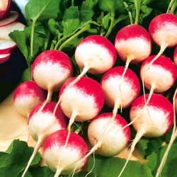 BIO Radieschen 'National 2' - Zertifiziertes, organisches Saatgut