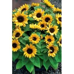 Home Garden - ornamental sunflower "Baver" - for indoor and balcony cultivation