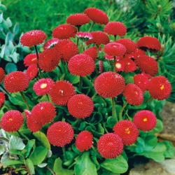 红色英国雏菊种子 -  Bellis perennis  -  690粒种子 - 種子