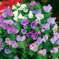 Paterson's Curse gemengde zaden - Echium plantagineum - 250 zaden