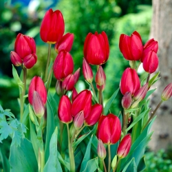 Tulipa Red Georgette - paquete de 5 piezas