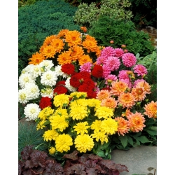 Dwarf Dahlia Double mixed seeds  -  Dahlia pinnata fl.pl. -  60粒种子 - Dahlia pinnata fl. pl. - 種子