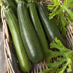 Zucchini Astra Polka Samen - Cucurbita pepo - 21 Samen - 