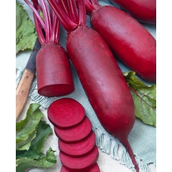 Beetroot "Cylinder" - PELLETED SEEDS - 100 seeds
