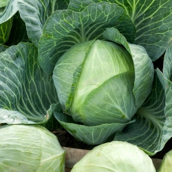 White Cabbage "Stone Head" - PELLETED SEEDS - 100 seeds