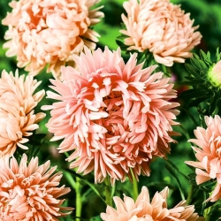 Рожево-оранжевий високий півонія айстра "Janine" - 250 насінин - Callistephus chinensis  - насіння