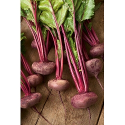Παντζάρια "Egipski" - 100 γραμμάρια σπόρων - 5000 σπόρων - Beta vulgaris L. - σπόροι