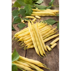 Зелена квасоля "Баста" - жовтий сорт - Phaseolus vulgaris L. - насіння