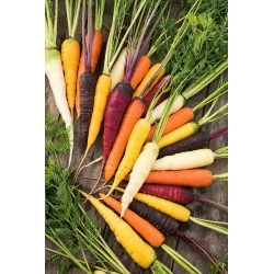Carrot - multicolour variety mix - COATED SEEDS - 400 seeds