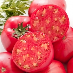 Tomato "Pink Oxheart ' - TREATED SEEDS