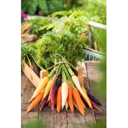 Carrot multicolour variety mix - SEED TAPE