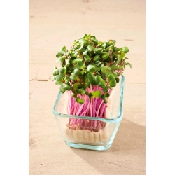 Microgreens - Cavolo cappuccio - rosso - 1080 semi - Brassica oleracea,convar. capitata,var. rubra.