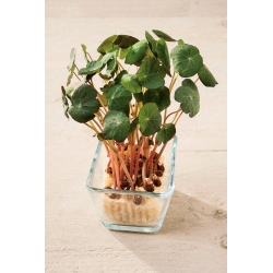 Microgreen - Dwast nasturtium - lá non với hương vị độc đáo - 160 hạt - 