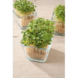 Ruchetta - Microgreens - 800 semi - Eruca vesicaria