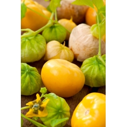 Tomatillo seeds - Physalis ixocarpa - 340 seeds