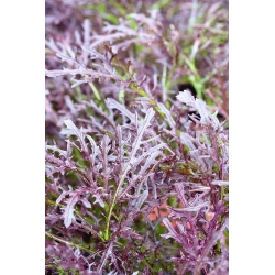 Mizuna rossa, kyona, mostarda giapponese - 1500 semi - Brassica rapa var. Japonica