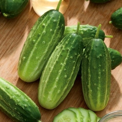黄瓜“Racibor F1” - 酸洗品种 -  200粒种子 - Cucumis sativus - 種子