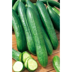 ककड़ी टेसा बीज - कुकुमिस सैटिवस - 105 बीज - 