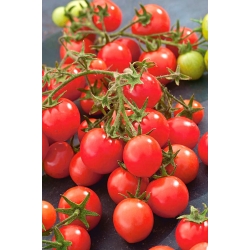 Tomato "Gartenperle" - vividly red, cherry-type fruit