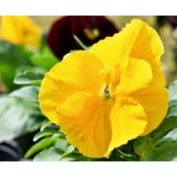 Swiss garden pansy - yellow