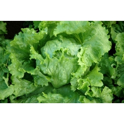 חסה קפואה חדה "Goplana" - תקופת אחסון מורחבת - 450 זרעים - Lactuca sativa L. 