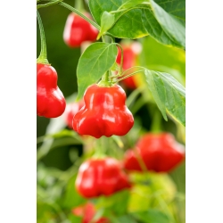 Ornamental pepper 'Dzwonek' - late variety, ideal for garden decorations