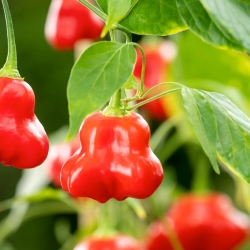 Ornamental pepper 'Dzwonek' - late variety, ideal for garden decorations