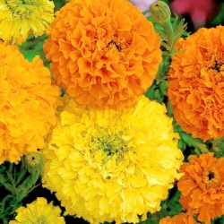 Large-flowered Mexican marigold "Mona" - variety mix; Aztec marigold