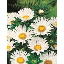 矮翠菊“ Pepite”-白色 - 