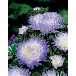 Aster peonia bianco-blu - 500 semi - Callistephus chinensis