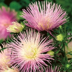 Άστρο-πέταλο αστέρι "Ραψωδία" - χλωμό ιώδες - 450 σπόροι - Callistephus chinensis 