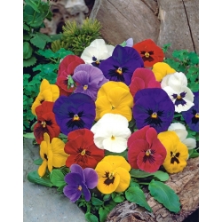 Swiss garden pansy - variety mix