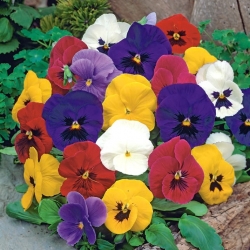 Swiss garden pansy - variety mix