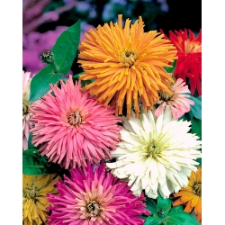 Zinnia elegans - Glamour Girls - 108 semillas - mix