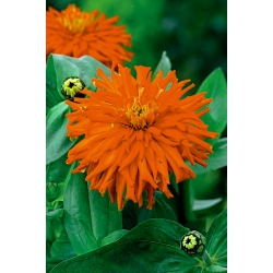 Zinnia elegans - 108 semillas - Red Man