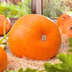 Calabaza - Golias - 9 semillas - Cucurbita maxima
