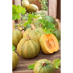 Calabaza - Danka Polka - 15 semillas - Cucurbita pepo