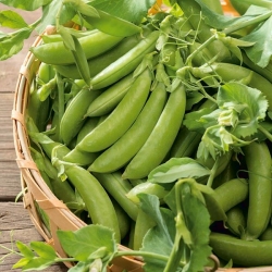 Pea "Boogie" - intensely green, with long tendrils