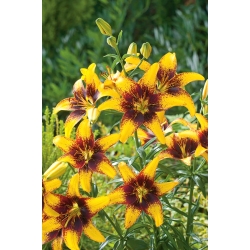 Lilium, Lily Yellow & Brown - květinové cibulky / hlíza / kořen