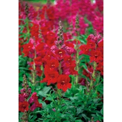 Boca de dragón - Rojo - Antirrhinum majus - semillas