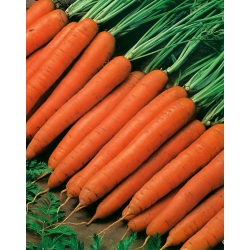 Carrot "Nantaise 2" - medium early - 3825 seeds