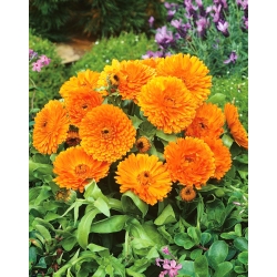 Pot marigold "Orange Gem" - orange; ruddles, common marigold, Scotch marigold - 108 seeds
