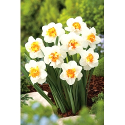 Narcissus Flower Drift - Daffodil Flower Drift - 5 bulbs