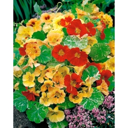 Capuchina, Taco de reina - Alaska - mix - 24 semillas - Tropaeolum majus