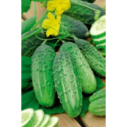 ककड़ी जूलियन एफ 1 बीज - कुकुमिस सैटिवस - 105 बीज - 