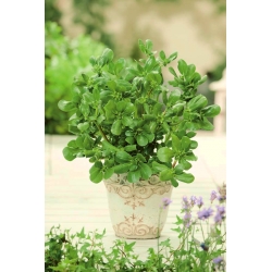 Khu vườn nhỏ - Cây thông thường - để trồng ban công và sân thượng; verdolaga, rễ đỏ, pursley -  Portulaca oleracea - hạt